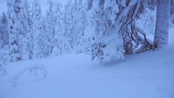 Thick Layer Snow Covering Spruce Trees Wide Ground Located Lapland — Stock video