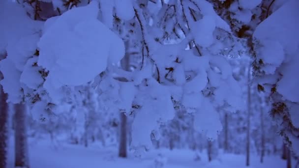 Frozen Tree Branches Snow Capped Forest Lapland Finland Dusk — ストック動画