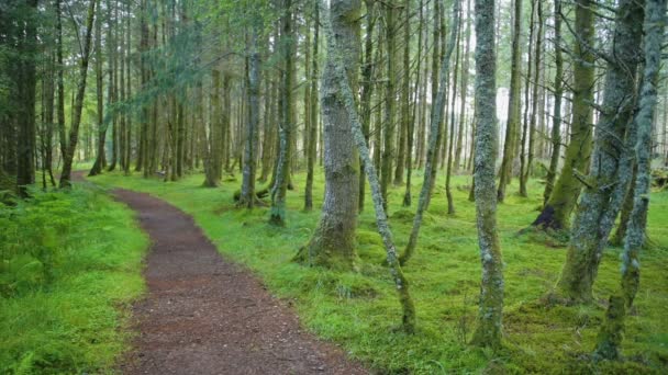 Pathway Middle Scottish Highland Bright Green Forest — Vídeos de Stock