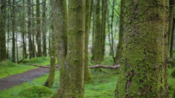 Panoramic View Pathway Middle Scottish Highland Bright Green Forest — стоковое видео