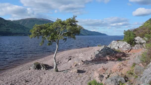 Lonely Tree Shoreline Loch Ness Scotland Sunny Day — 图库视频影像