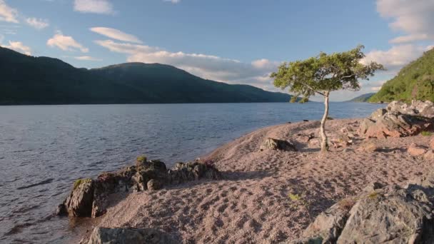 Loch Ness Landscape Scotland Sunny Evening Lonely Tree Coastline — ストック動画