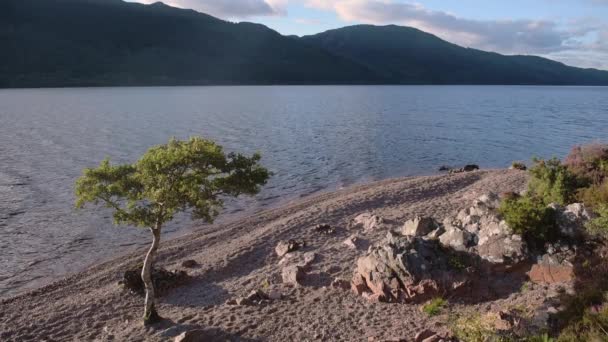 Loch Ness Landscape Scotland Sunny Evening Lonely Tree Coastline — Stockvideo