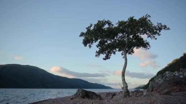 Lonely Tree Coastline Loch Ness Scotland Dusk — ストック動画