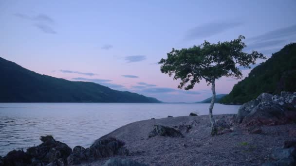 Lonely Tree Shoreline Loch Ness Scotland Dusk — стокове відео