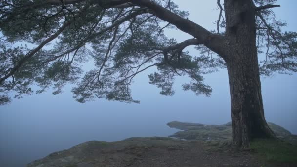 Still Waters Loch Lomond Big Tree Coast Located Loch Lomond — Stock video