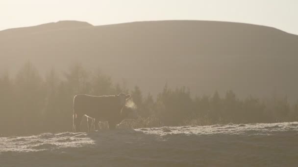 Couple Cattle Agricultural Farm Winter Sunset Scotland Wide Shot — Stockvideo