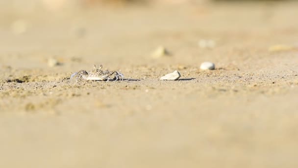 Small Crab Running Away Fast Sandy Beach Costa Rica — Stock Video