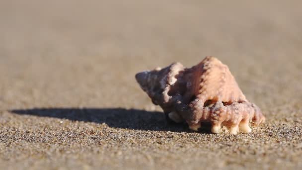 Shell Mollusk Walking Away Out Focus Sandy Beach — Vídeos de Stock