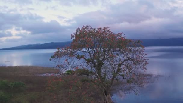 Arenal Lake Rainforest Fortuna Costa Rica Aerial Drone View — Stock videók