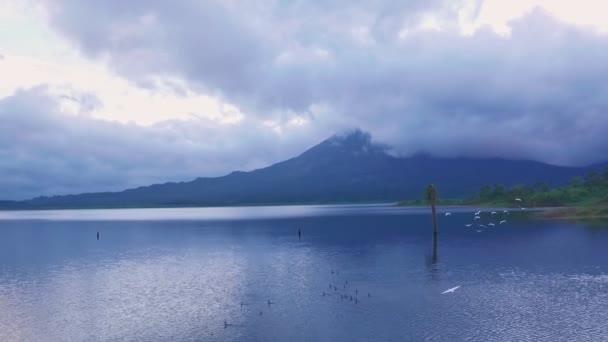 White Cranes Flying Arenal Lake Fortuna Costa Rica Aerial Drone — Stock videók