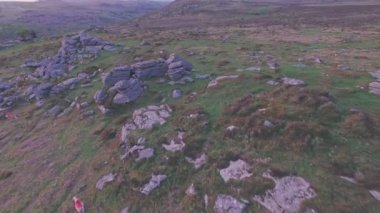 Sheep in Dartmoor National Park at sunset, Devon, England, UK. Aerial drone view