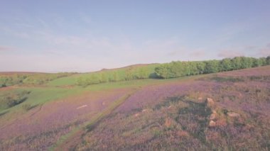 Bluebell field in Dartmoor National Park in spring, Devon, England, UK. Aerial drone view