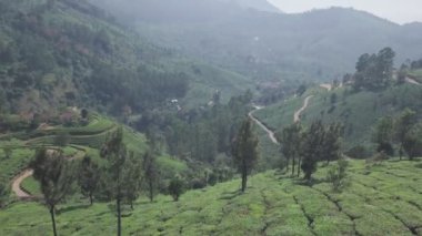 Aerial view of tea plantations in the indian hills, Kerala, on a sunny day