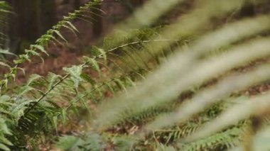 Green fern close up, in a autumn forest, over fallen leaves