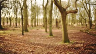 A Man In A Beanie Hat Walking Around The Forest Full Of Bare Trees In The Fall In London -wide shot