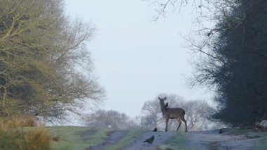 A beautiful deer standing in the middle of tree bushes looking at the camera - close up