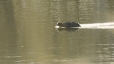 Eurasian Coot Swimming On The Water During Summer In London, England, UK.- wide shot