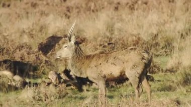 A Single Deer Feeding On The Dry Grassland In London, England On A Sunny Day.- medium shot