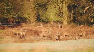 A Herd Of Beautiful Deer Standing And Grazing On The Dry Grassland In London, England, UK.- wide shot