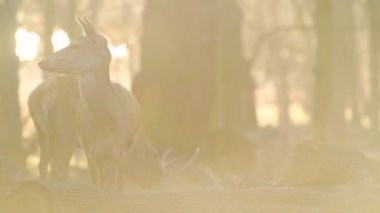 Sun Breaking Through The Woods With The Roaming Young Red Deers In London, England. -wide shot