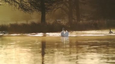 Beautiful white swans gracefully swimming in a river in London, England - wide shot