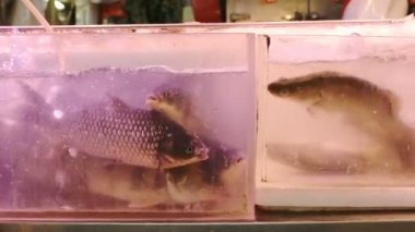 Fish Confined In A Small Aquarium Container In The Market Of Hong Kong. -close up shot