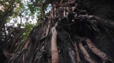 Old Banyan Tree With Big Roots Growing On The Wall In Hong Kong. - tilt shot