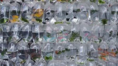 Different Species Of Fishes Inside A Plastic Bags Displayed On A Shelf At A Store In Hongkong - Wide shot