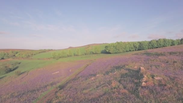 Bluebell Field Dartmoor National Park Spring Devon England Aerial Drone — Vídeo de stock