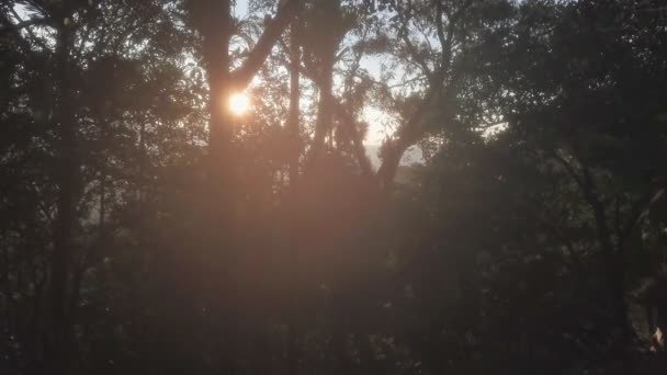 Aerial View Sun Rays Tree Branches Misty Morning — Stock video