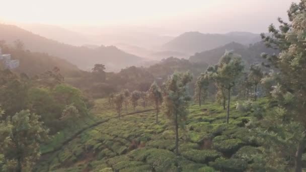 Aerial View Tea Plantations Hills Sunrise Kerala India — Wideo stockowe