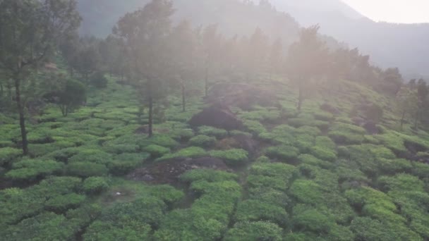 Aerial View Tea Plantations Hills Foggy Morning Kerala India — Stock video
