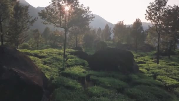 Aerial View Sunrays Lighting Tea Plantations Hills Sunrise Kerala India — Vídeos de Stock