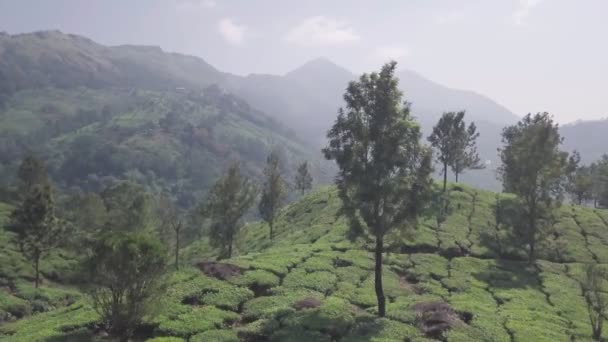Aerial Landscape View Tea Plantations Indian Hills Kerala Sunny Day — 비디오