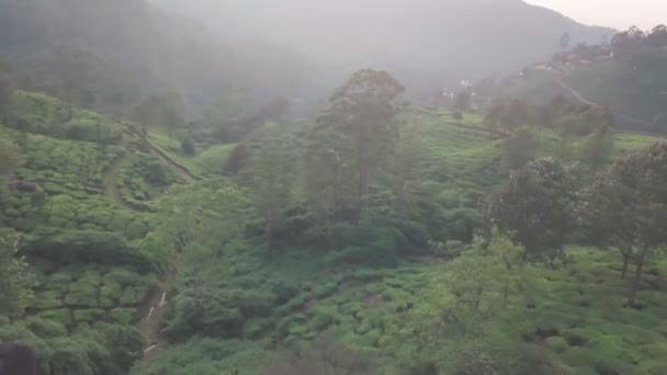 Aerial View Tea Plantations Indian Hills Kerala Morning — Stock video