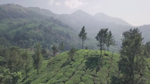 Aerial View Indian Tea Plantations Hills Morning Kerala — Stock video