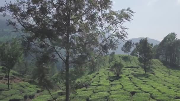 Aerial View Tea Plantations Indian Hills Kerala Sunny Day — Stock video