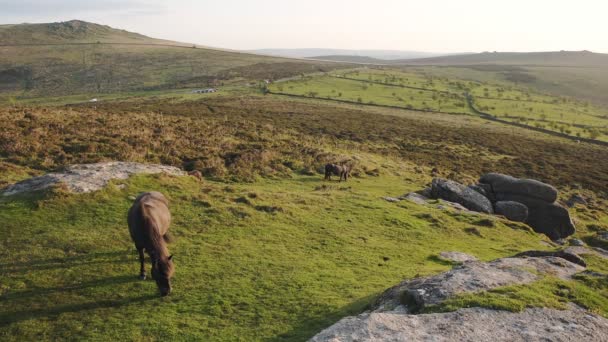 Horses Grazing Dartmoor National Park Moorland Landscape England Sunny Evening — Wideo stockowe