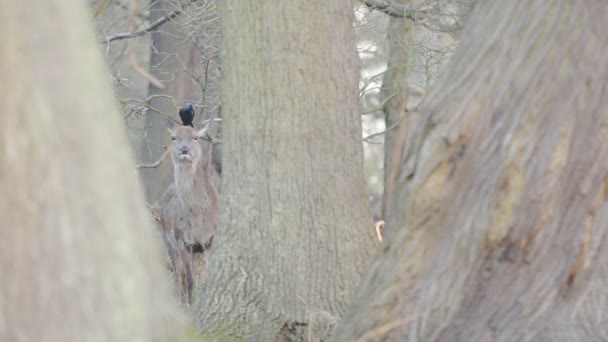 Gray Deer Standing Tree Trunks Forest Bird Playing Its Head — Vídeo de Stock