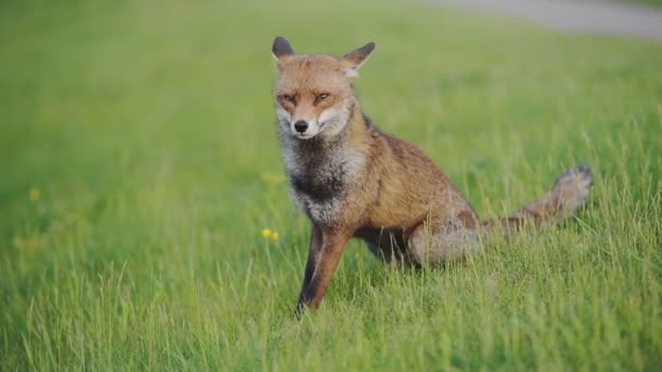 Brown Urban Fox Greenwich London Resting Grass Runs Away Wide — Vídeo de Stock