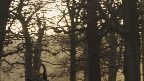 Beautiful Tall Dry Trees Forest London England Autumn Wide Shot — Αρχείο Βίντεο