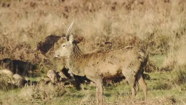 Single Deer Feeding Dry Grassland London England Sunny Day Medium — ストック動画