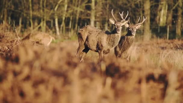 Herd Beautiful Deer Stags Dry Grassland London England Low Angle — Stock videók