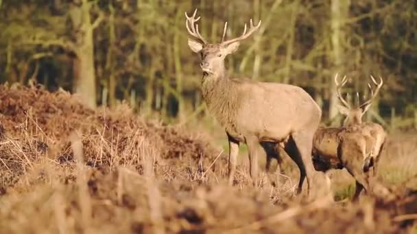 Beautiful Pair Male Deer Stags Dry Brown Grass London England — Vídeo de stock