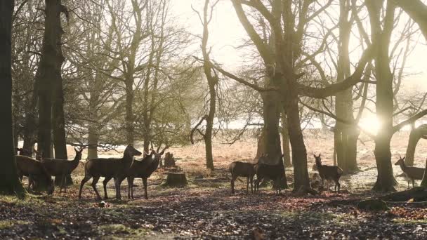 Sun Breaking Woods Roaming Young Red Deers London England Wide — стоковое видео