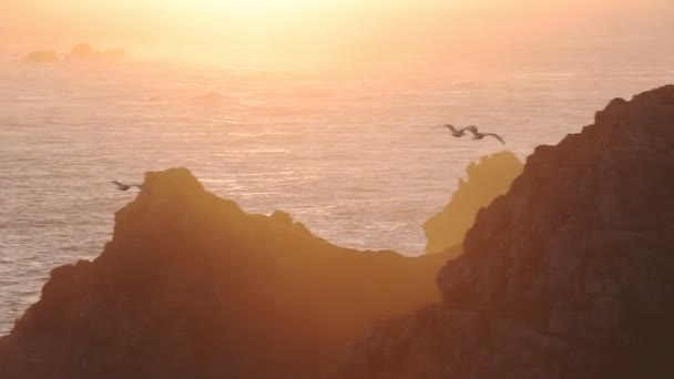 Birds Flying Sark Island Overseeing Beautiful Sunset Ind Waters English — Stockvideo