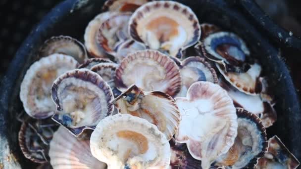 Empty Fresh Scallop Shells Pot Guernsey Island Handheld High Angle — Αρχείο Βίντεο