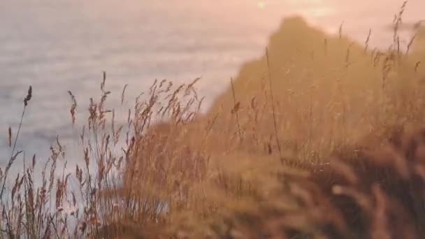 Beautiful Golden Flowering Grass Dancing Wind Overlooking Waves Guernsey Sunset — 비디오