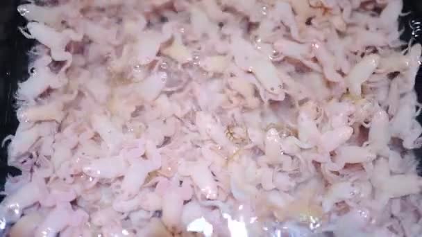 Animal Cruelty Hundreds Cramped Frogs Bucket Causing Harm Animal Market — стоковое видео